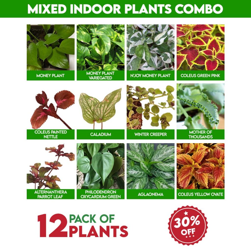 Mixed Indoor Plants Combo - Santhi Online Plants Nursery