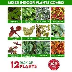 Mixed Indoor plants combo