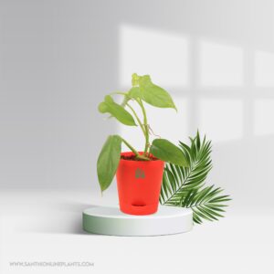 Philodendron Violin Pot Plant