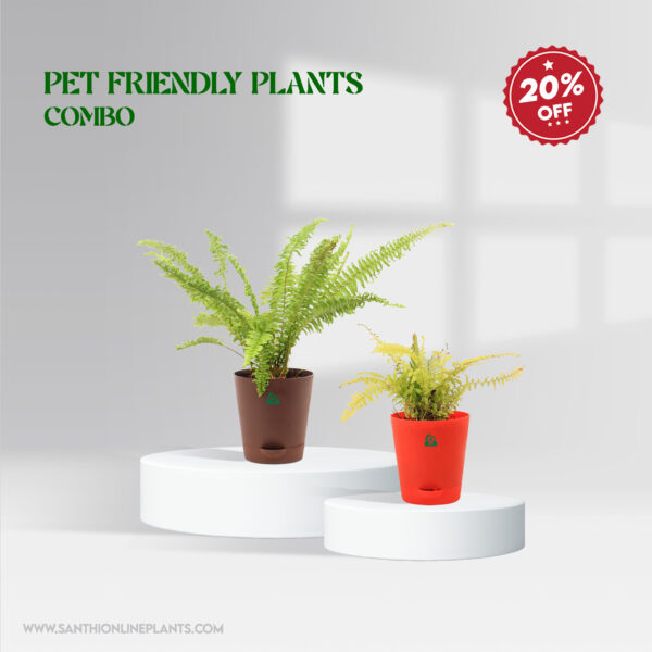 Pet Friendly Plants Combo