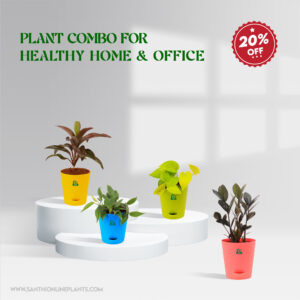 Plant Combo For Health Home-Office