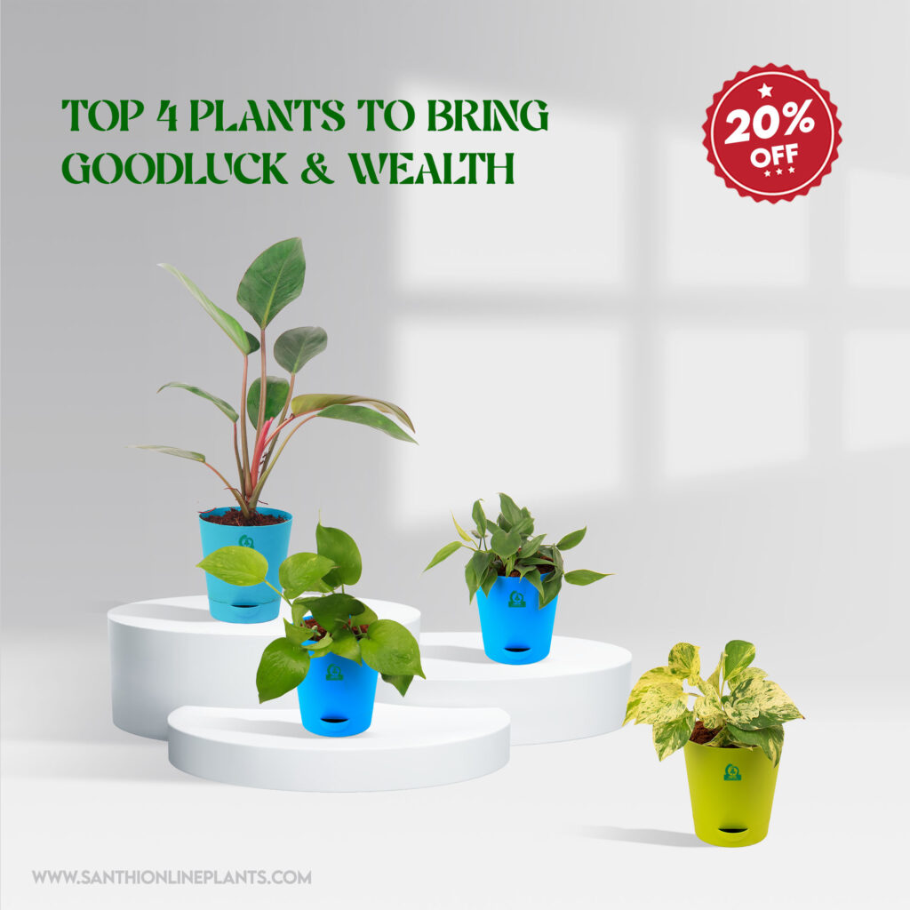 Top Plants To Bring Good Luck Wealth Santhi Online Plants Nursery