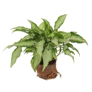 syngonium Plant