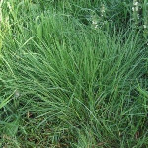 Arugampul -Bermunda Grass