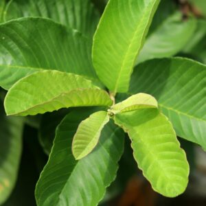 Guava leaves