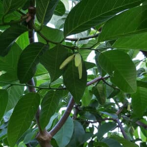 Seetha Leaves - Custard Apple