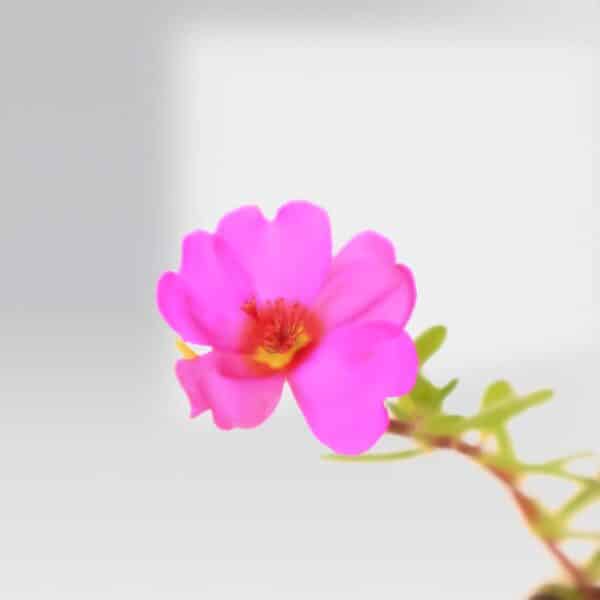 Pink Purslane