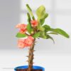 Crown Of Thorns Pot Plant