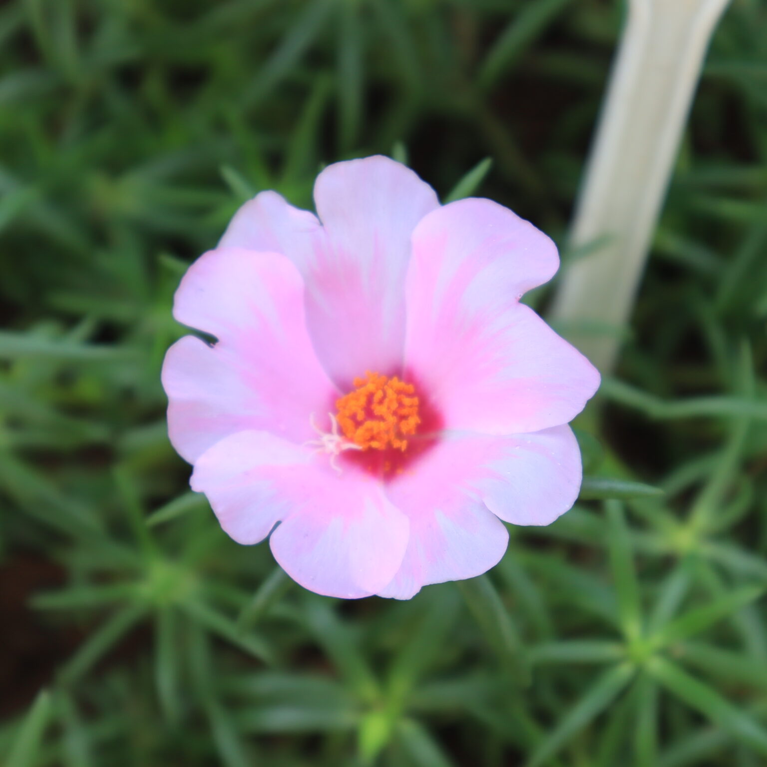 Portulaca Tiara Jumbo - Baby Pink With Light Pink Margins - Santhi ...