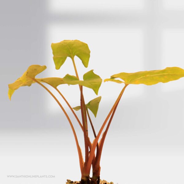 Syngonium Yellow