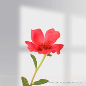 Portulaca 10'oclock Red