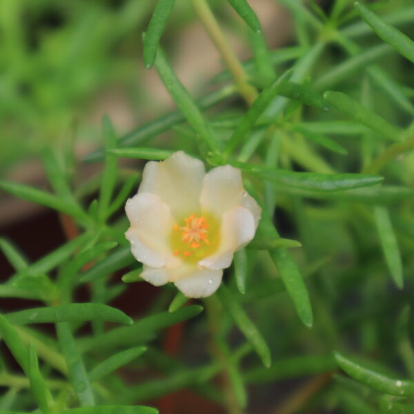 Portulaca tiara ivory white