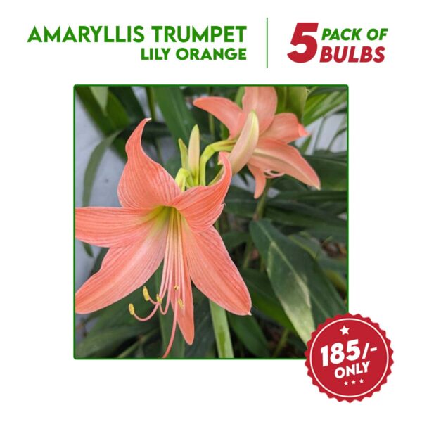 Amaryllis Trumpet Lily Flower Bulbs - 5 bulbs