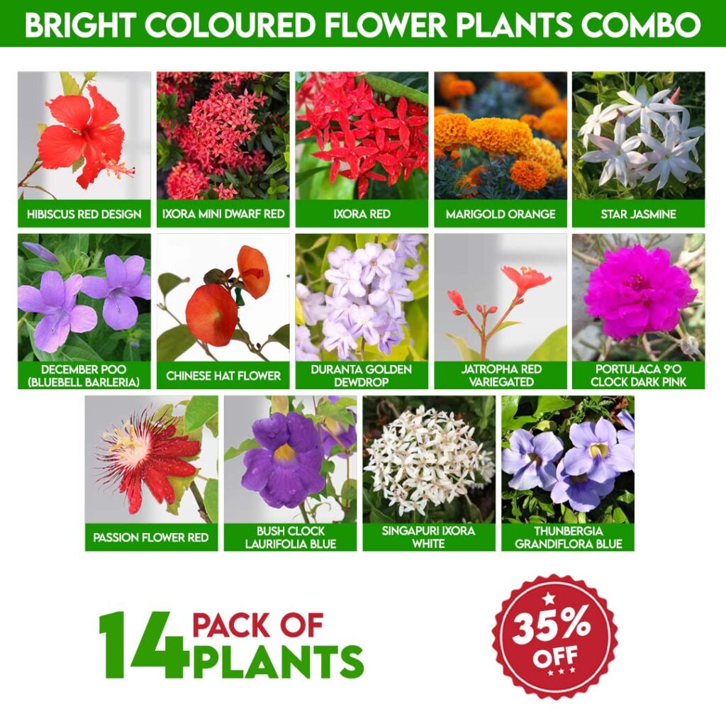 Bright Coloured Flower Plants Combo - Santhi Online Plants Nursery