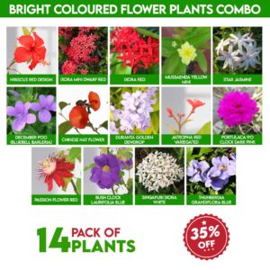 Bright Coloured Flower Plants Combo