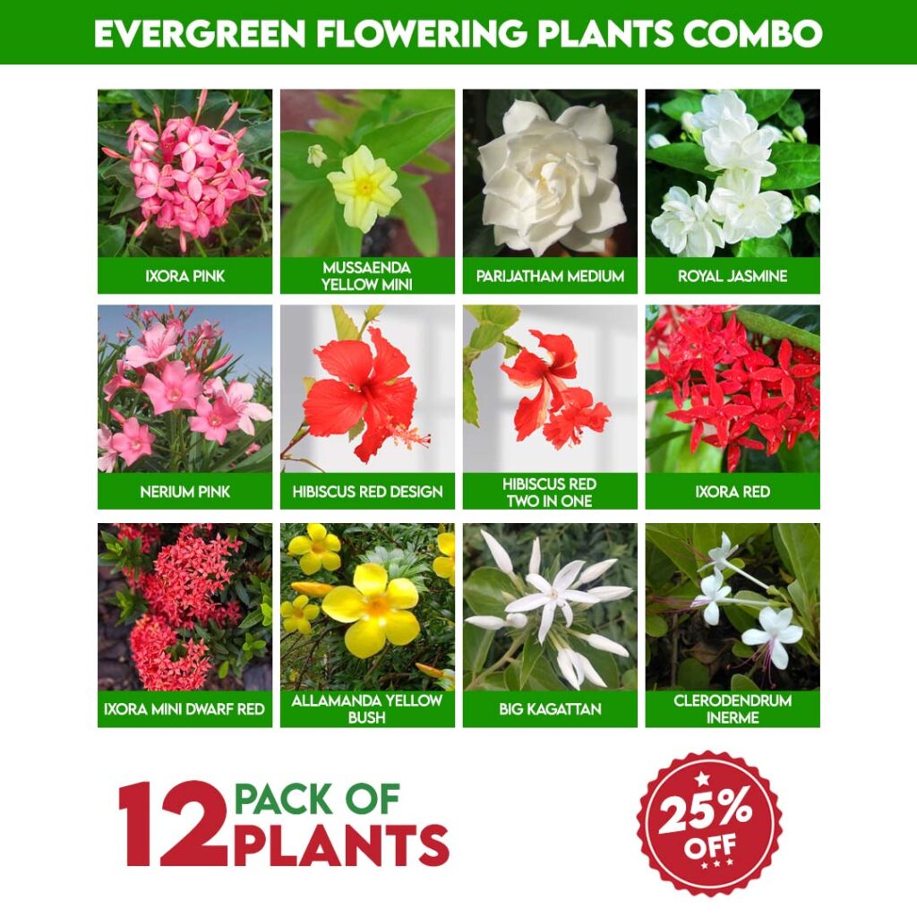 Evergreen Flowering Plants Combo - Santhi Online Plants Nursery