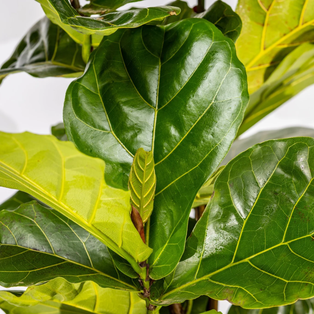 Ficus Lyrata - Santhi Online Plants Nursery