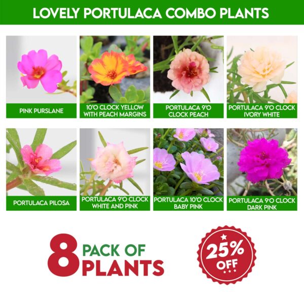 Lovely Portulaca Combo Plants