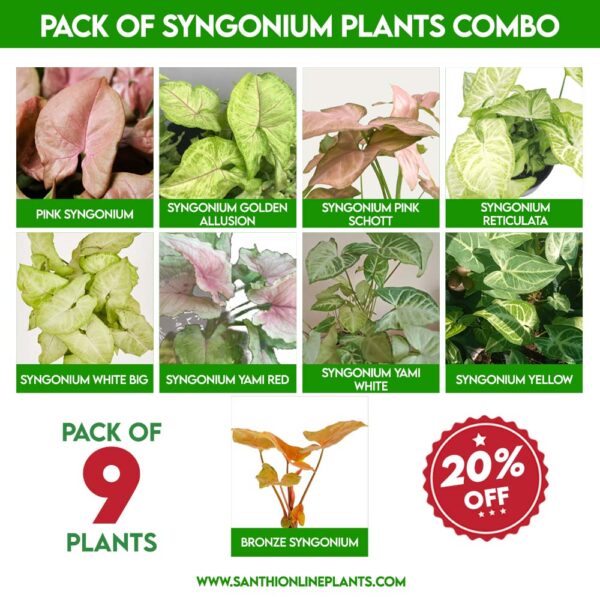 Pack of Syngonium Plants Combo