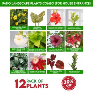 Patio Landscape Plants Combo (For house entrance)