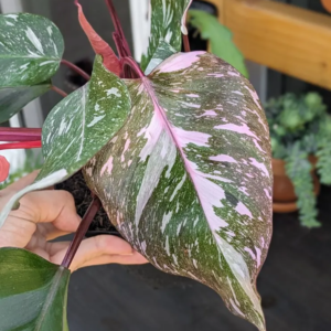 Philodendron Pink Princess Variegated