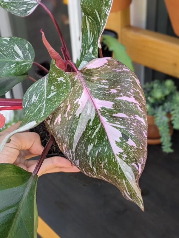 Philodendron Pink Princess Variegated