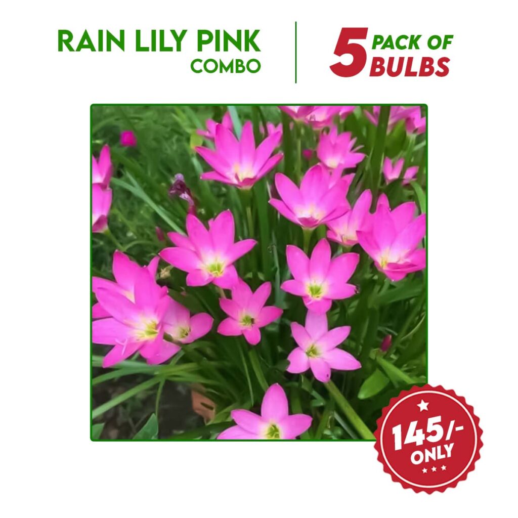 Rain Lily Pink Flower Bulbs Combo - 5 Bulbs - Santhi Online Plants Nursery