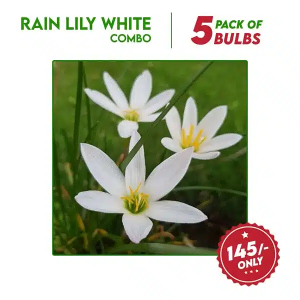 Rain Lily White Flower Bulbs Combo - 5 Bulbs