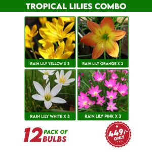 Tropical Lilies Combo