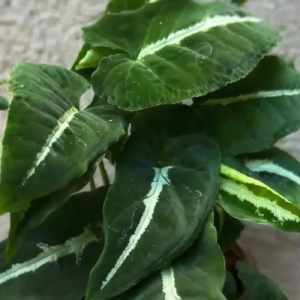 Syngonium Wendlandii Green Velvet