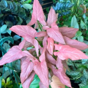 Syngonium 'Mickey'