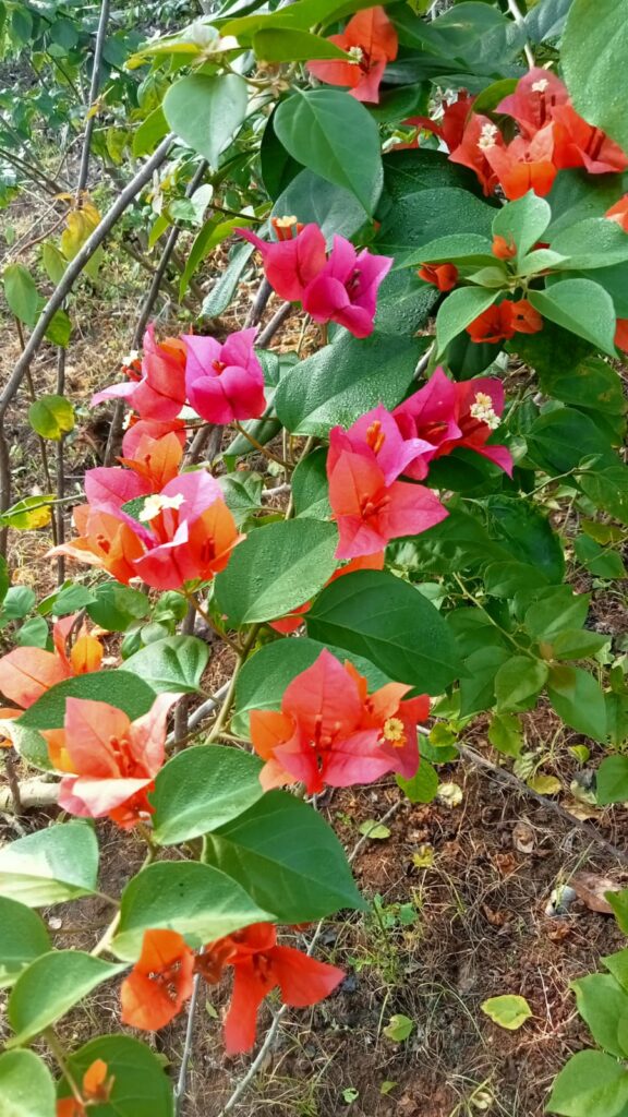 Bougainvillea spectabilis Rosenka - Santhi Online Plants Nursery