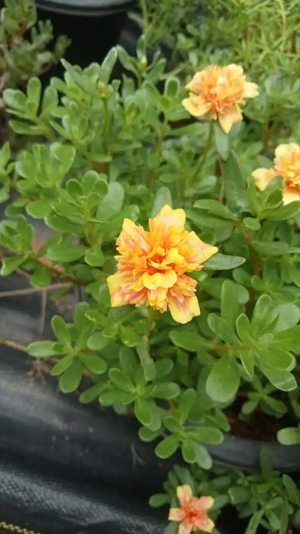 Portulaca Cinderella Orange with Pink Stripes