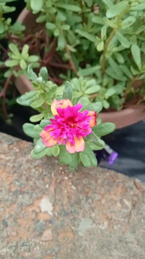 Portulaca Cinderella Pink Angel