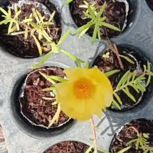 Portulaca Tiara Yellow