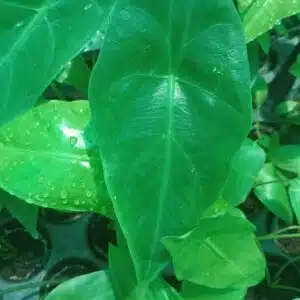 Alocasia longiloba