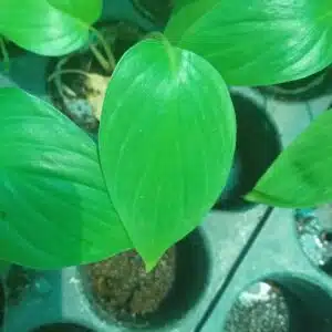 Homalomena rubescens Green