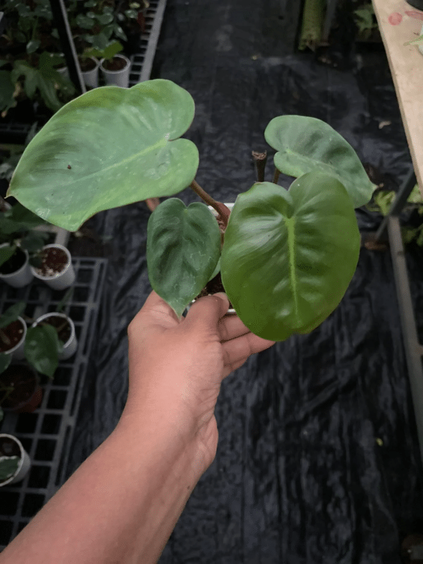 Philodendron Billienum