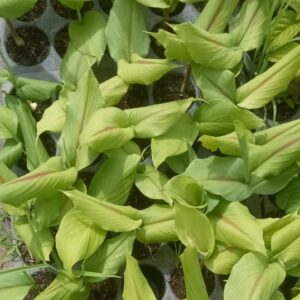 Mango Ginger Plant