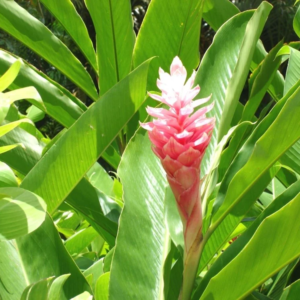 Mango Ginger Plant