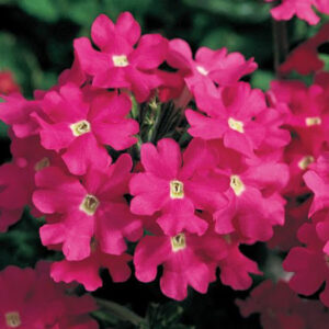 Verbena Deep Pink