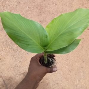 White Kasthuri Manjal Plant