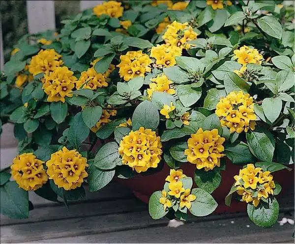 Lysimachia congestiflora