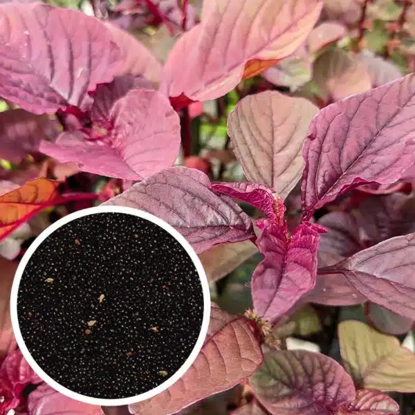 Thandukeerai red plant Seeds