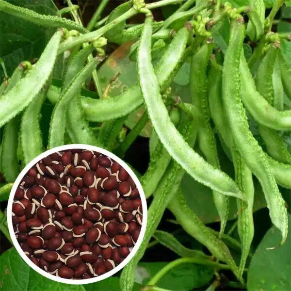 Chedi Avarai Seeds