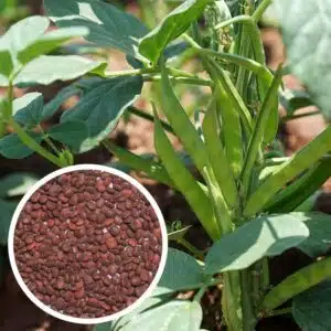 Cluster Bean Seeds