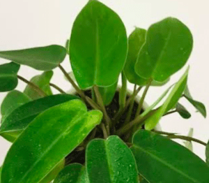 Philodendron Ceylon Green - Philodendron erubescens