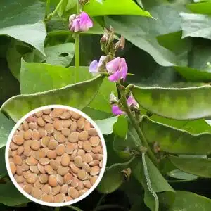 Vari mochai - Field beans Seeds