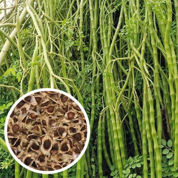 Moringa - Drumstick Seeds - Santhi Online Plants Nursery