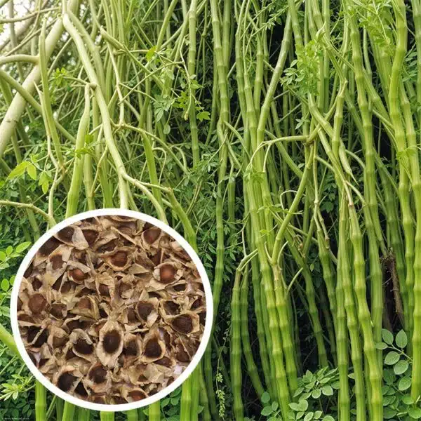 Moringa - Drumstick Seeds